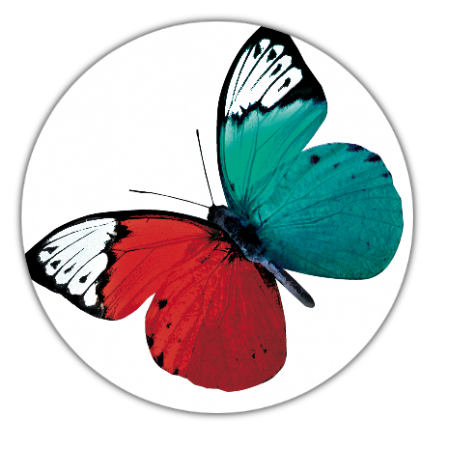 Schmetterling Schmetterling_